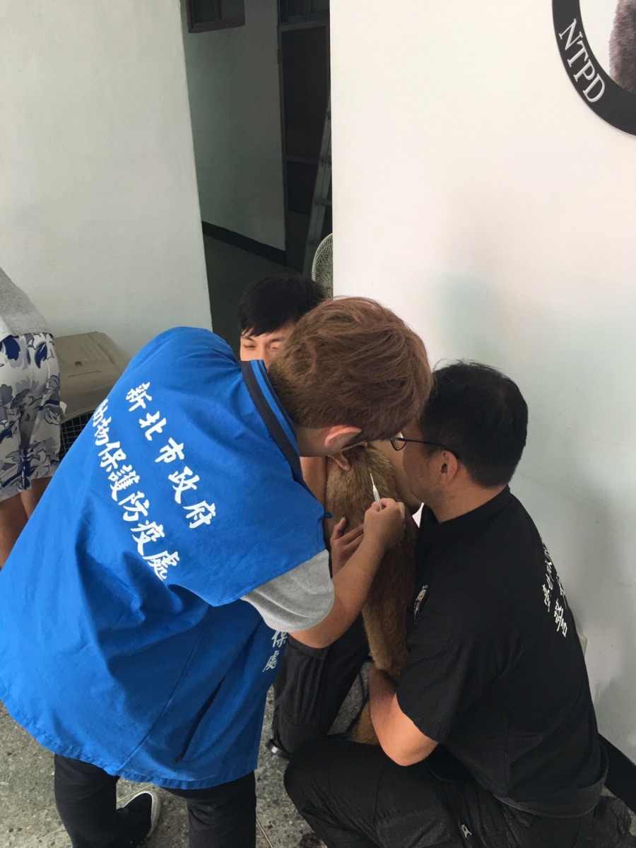 新北動保處將做為警犬隊的後盾，協助警犬隊辦理狂犬病注射及健檢服務，並為牠們的健康把關。新北市動保處/提供