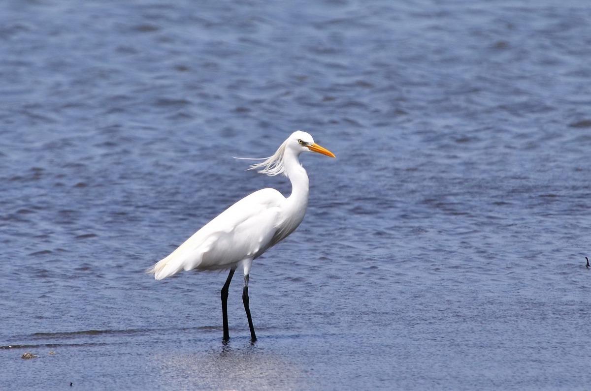 八里挖子尾自然保留區是一個適合親子共遊的自然生態教室。圖為唐白鷺-周川夏攝影 新北市政府/提供