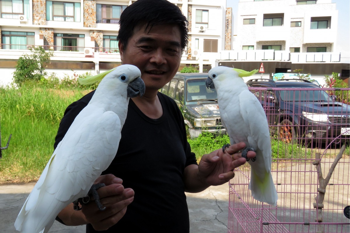吳嚴俊養的一對鸚鵡取名吳小弟、吳小妹。高維奇／攝