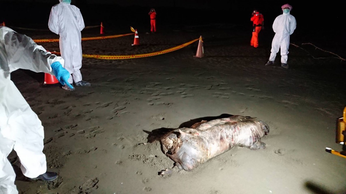 急水溪出海口南岸海灘上發現有一死豬，現場拉起封鎖線。圖／台南市動保處提供