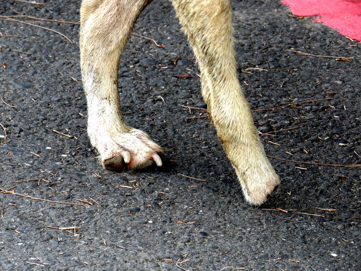 犬隻追咬人車除危及駕駛人，自己也常受傷肢體殘廢。高維奇／攝
