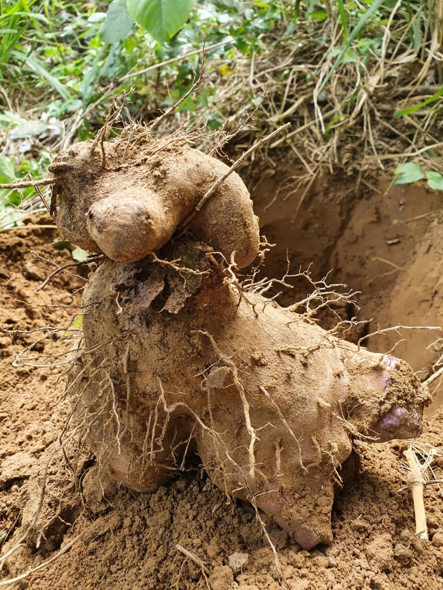 剛挖出的山藥未整理就看出有狗的形狀。圖/袁萬七提供