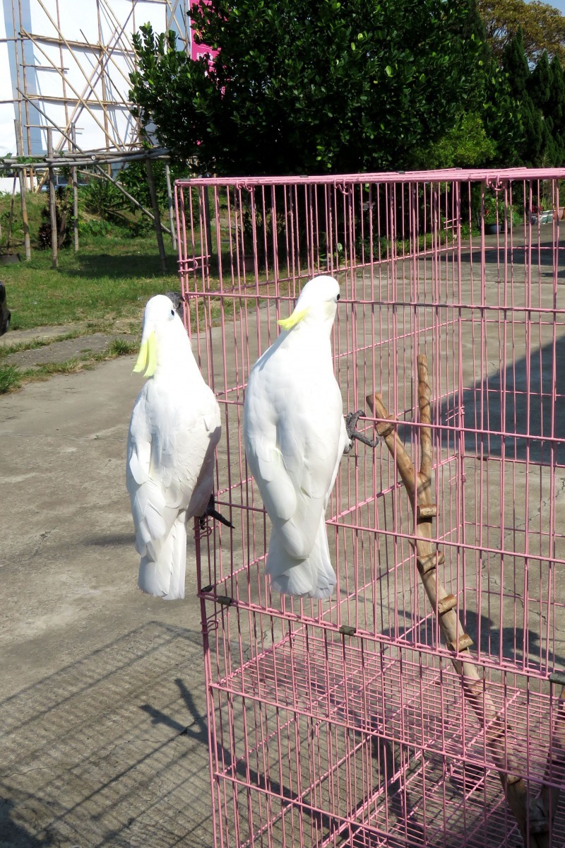 看主人準備水管要為牠們洗澡，趕忙爬上鐵籠子上。高維奇／攝