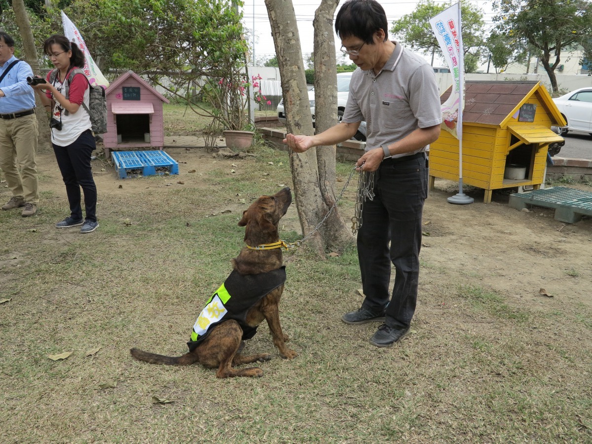 一般的訓練方法很難矯正犬隻追咬人車的毛病。 高維奇／攝