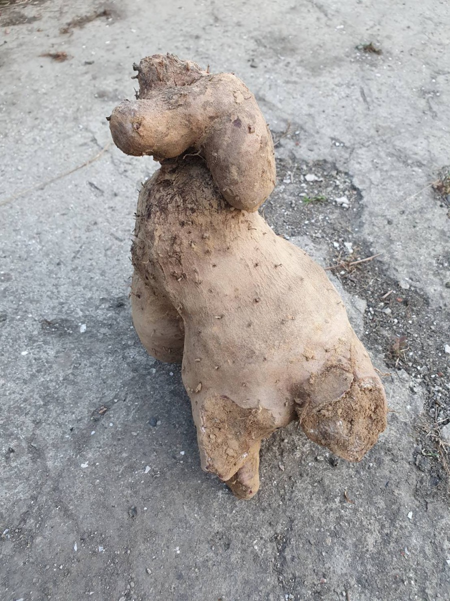 去掉鬚根的山藥,外形酷似貴賓狗,以這種角度最像。圖/袁萬七提供