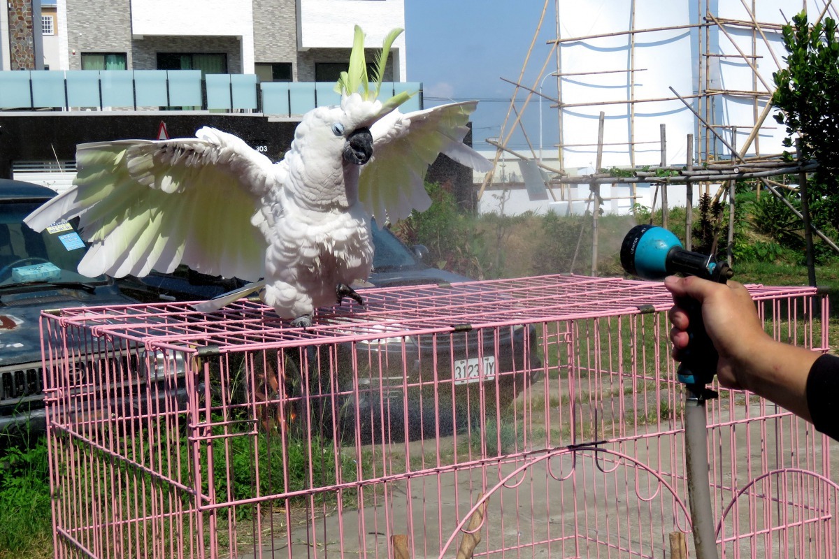 展開翅膀沖涼，一副舒服陶醉的表情。高維奇／攝