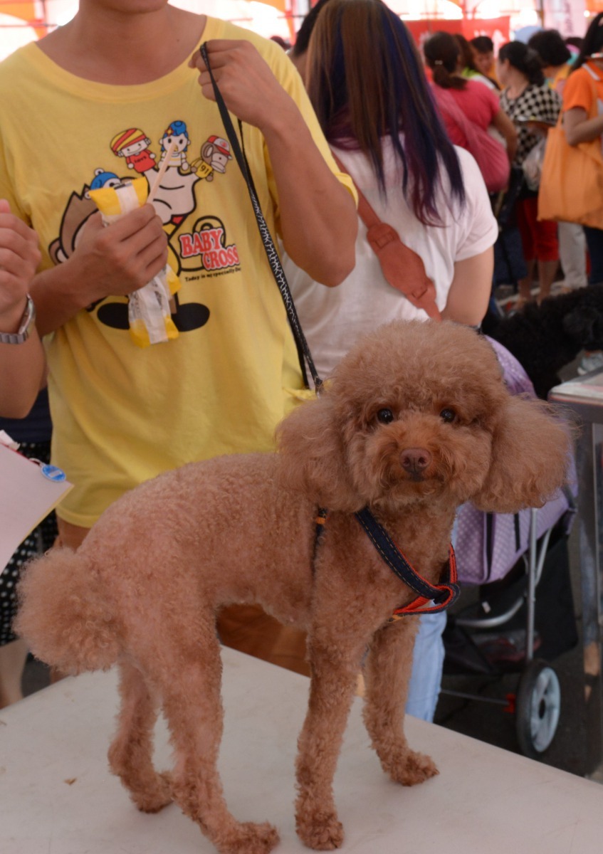 真貴賓對照山藥貴賓,讓人讚嘆大自然之巧妙。高維奇/攝