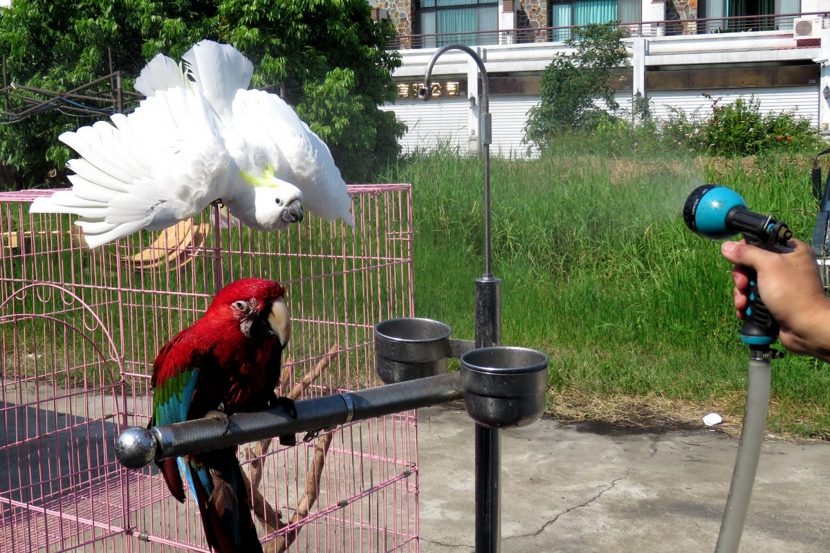 金剛鸚鵡覺得洗完澡了，吳小弟還意猶未盡。高維奇／攝