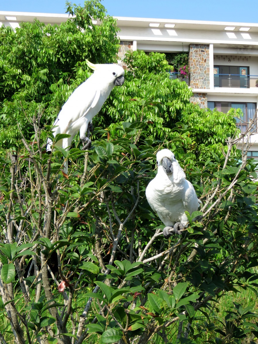 洗完澡後，吳小弟和吳小妹飛到樹上日光浴。高維奇／攝