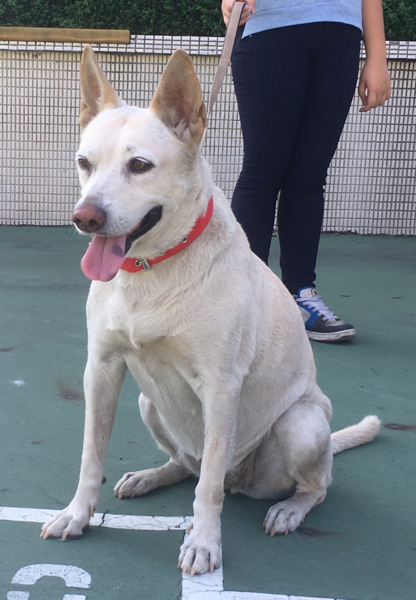 八里區八里國民小學-黃玉枝，為十大校犬票選季軍。新北市動保處/提供