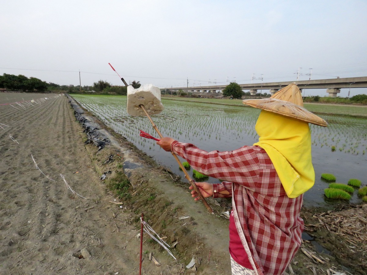 農民在晨昏放沖天炮驅鳥。高維奇/ 攝