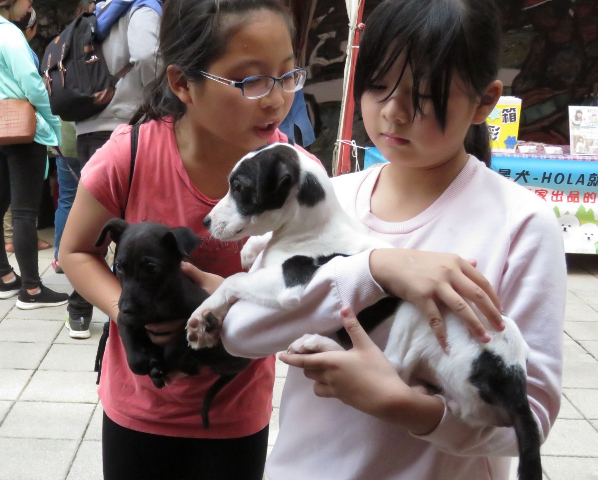 活動現場的流浪狗認養攤,很快吸引喜歡狗的小朋友前往擁抱撫觸。高維奇/攝