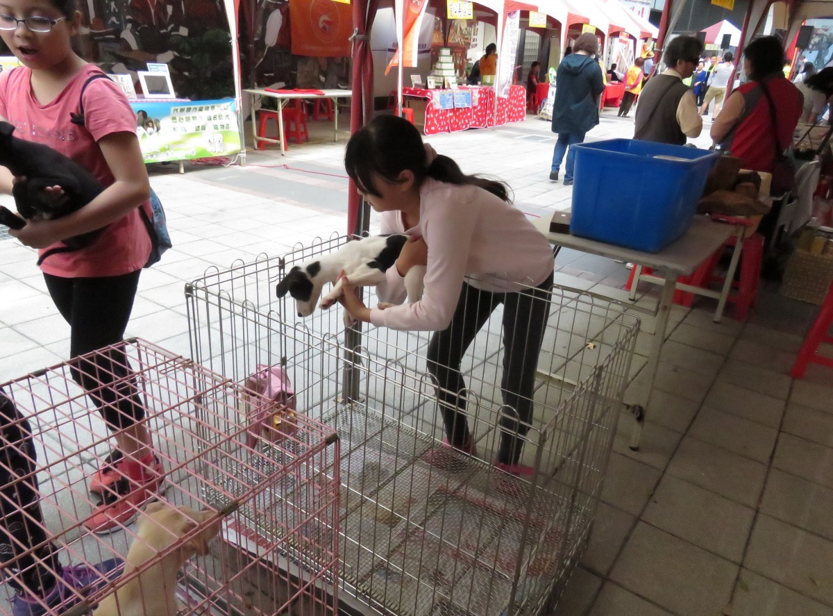 活動現場待認養的狗都是經篩選性情溫和,看起來活潑可愛的犬隻。高維奇/攝