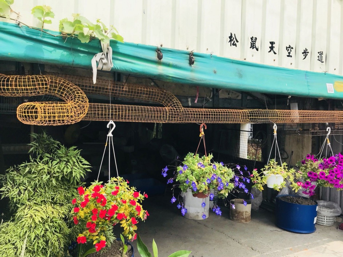 陳護文為松鼠打造的天空步道加以綠化，除美化門面，也讓松鼠有置身大自然的感覺。高維奇/攝