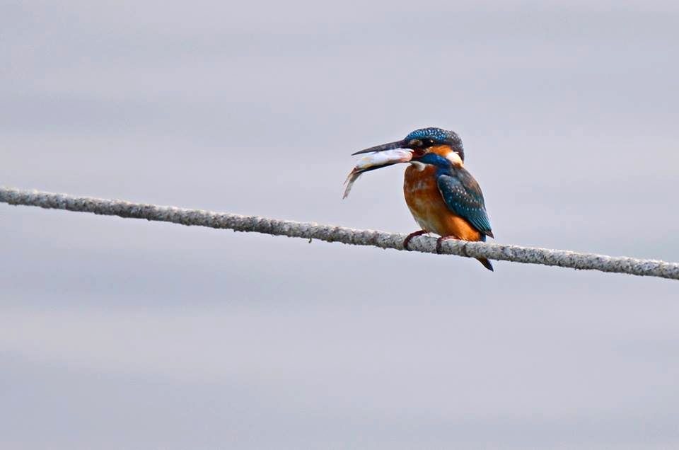 昔日常見在公池埤塘捕魚的翠鳥，現在很難看到了。圖／呂其華提供