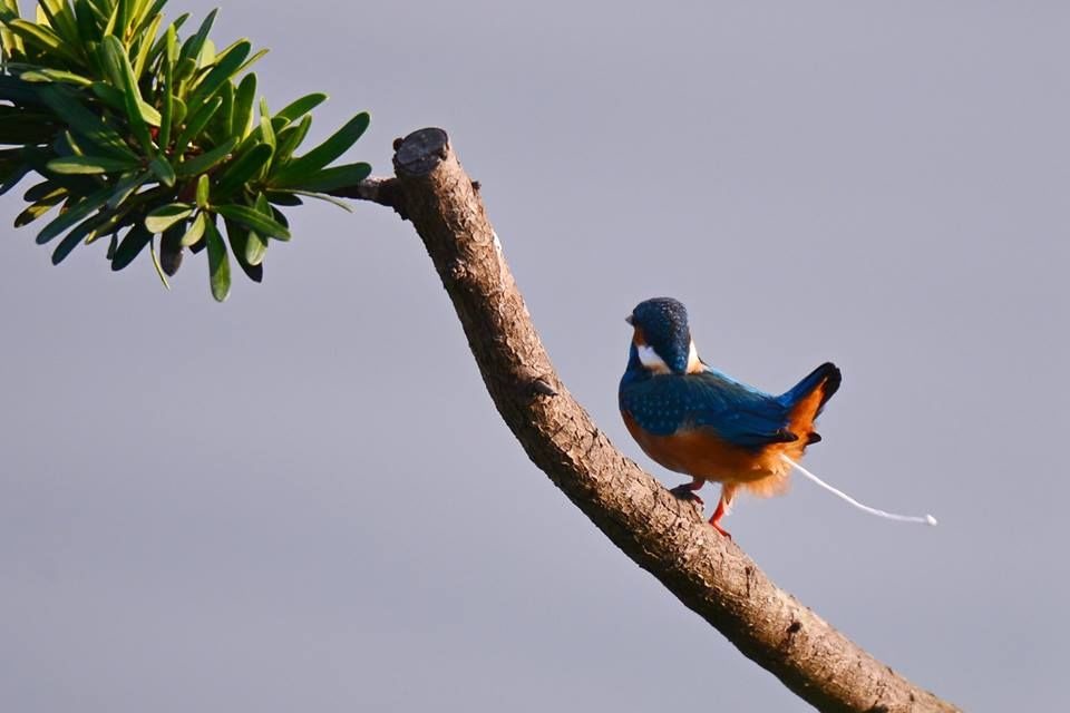 生態攝影家呂其華拍攝到翠鳥排泄的瞬間畫面，非常不容易。圖／呂其華提供