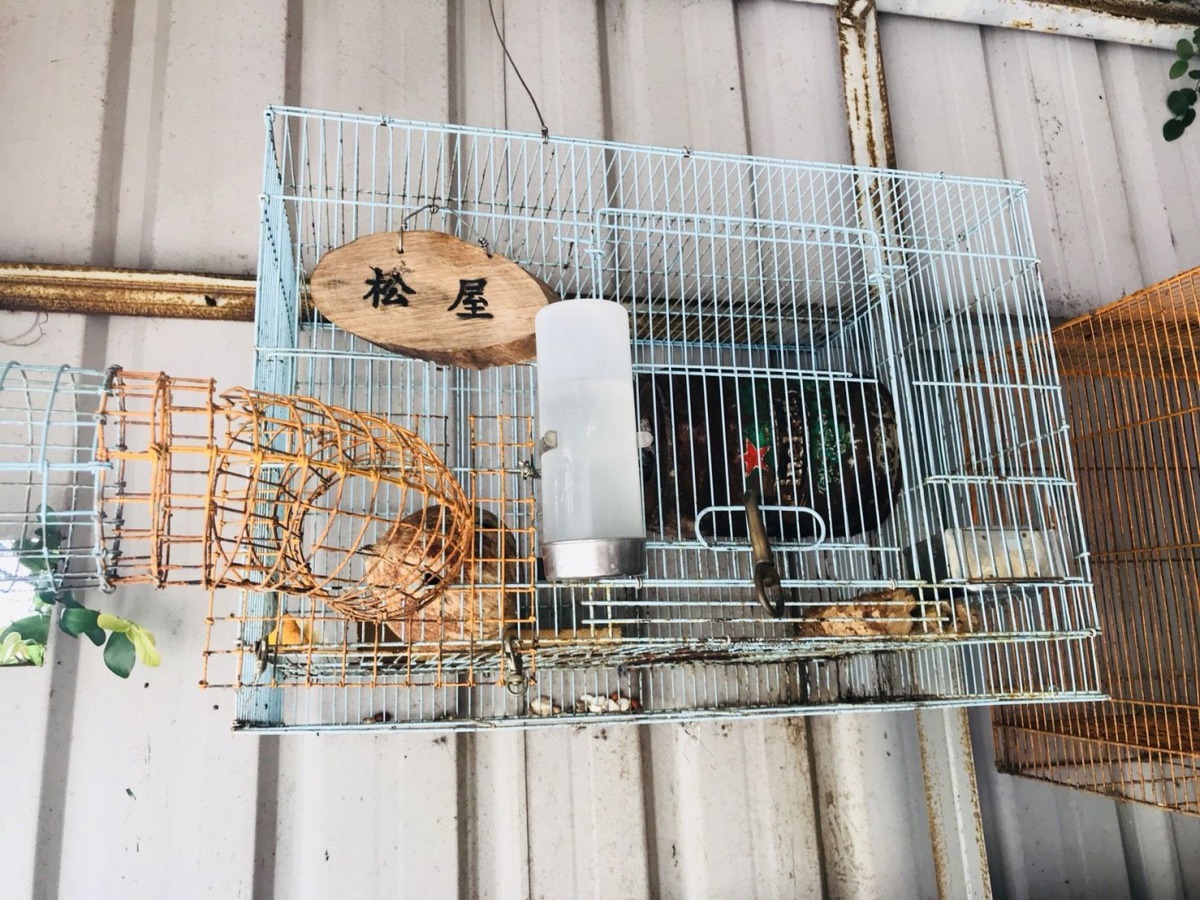 陳護文的天空步道穿越老宅室內、屋簷、屋外、老樹，沿途有4個休息站名為「松屋」。