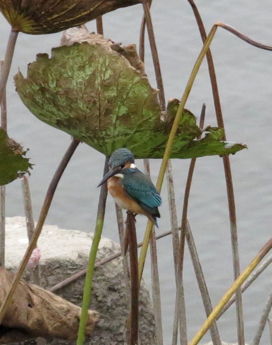 翠鳥佇立於岸邊注視水中，伺機俯衝入水中捕魚。高維奇／攝