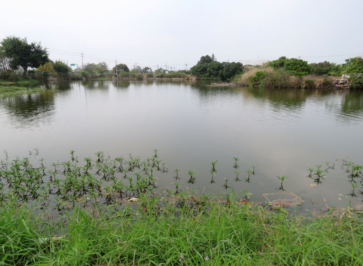 水利會管理的灌溉埤池比較有機會看到翠鳥捕魚。高維奇／攝