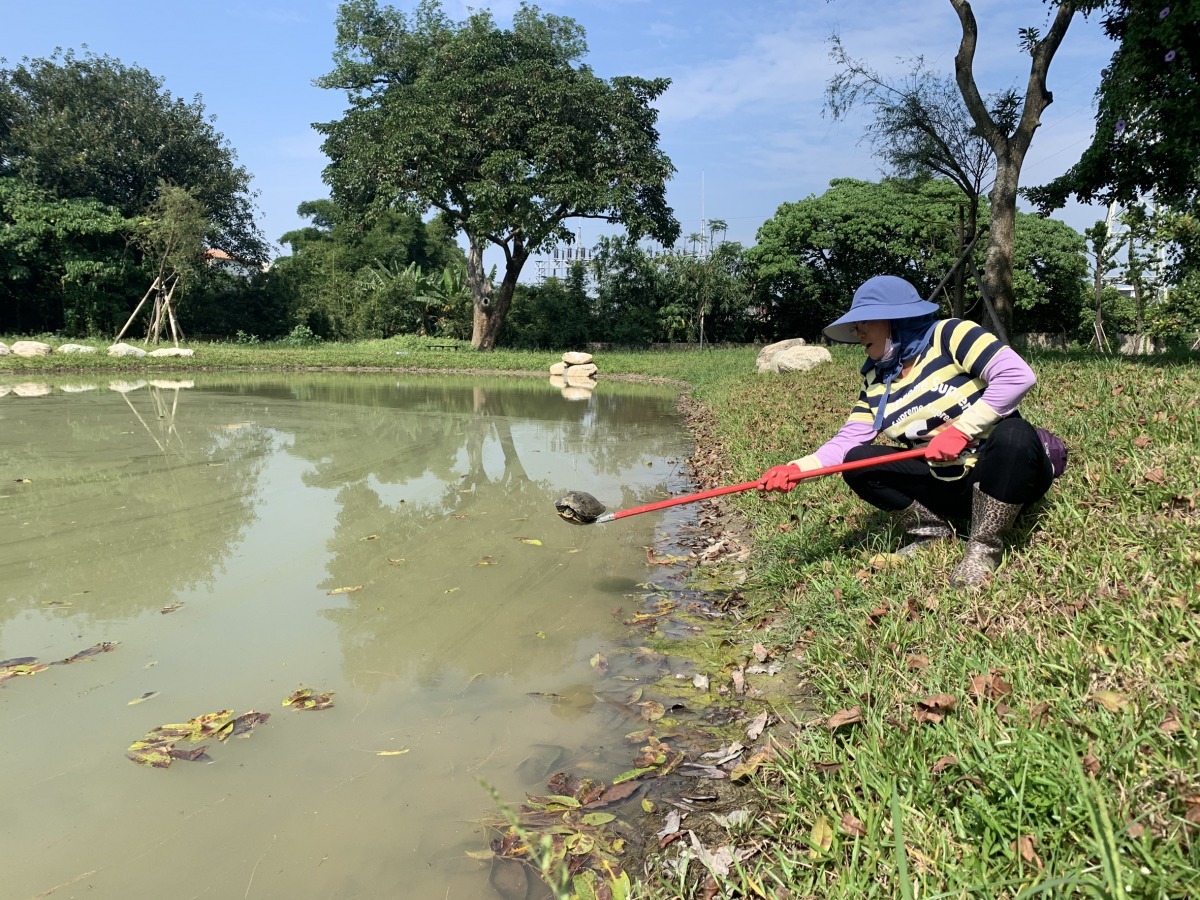 本以為烏龜只剩半條命,送到水池馬上游走潛入水中不見蹤跡。圖/水道博物館提供