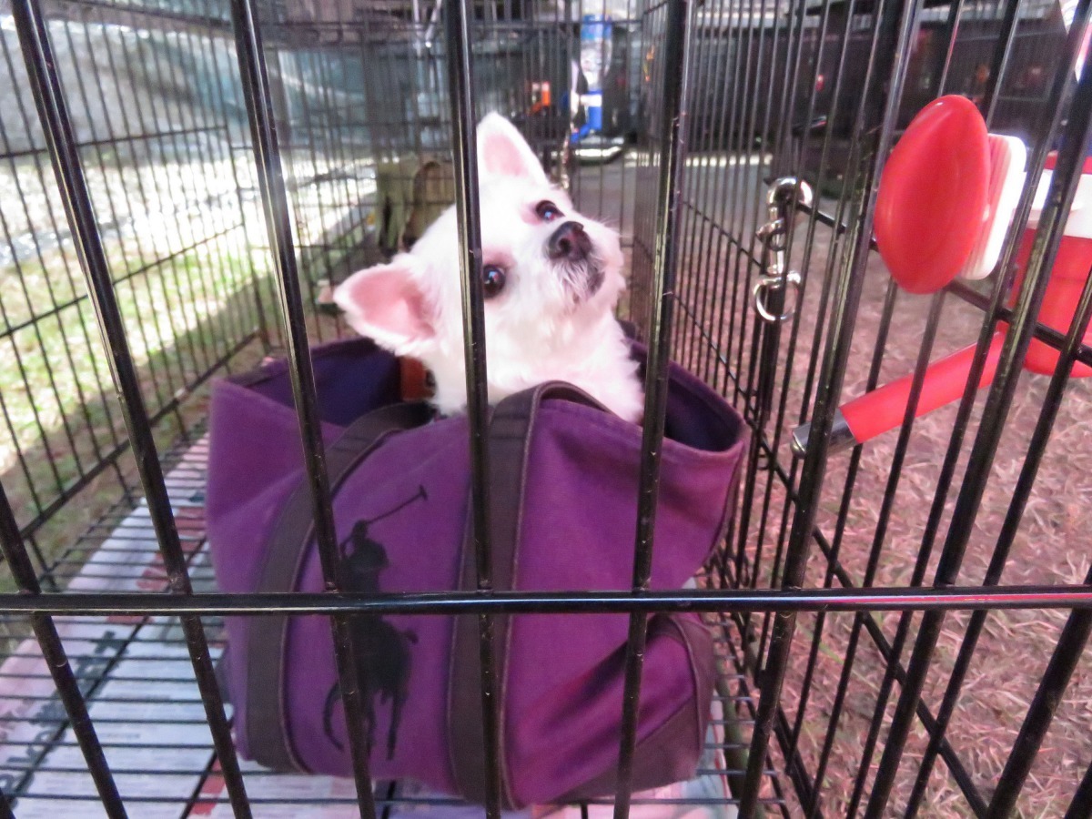 同寵物提袋放進寄放籠，讓寵物更有安全感。高維奇/攝