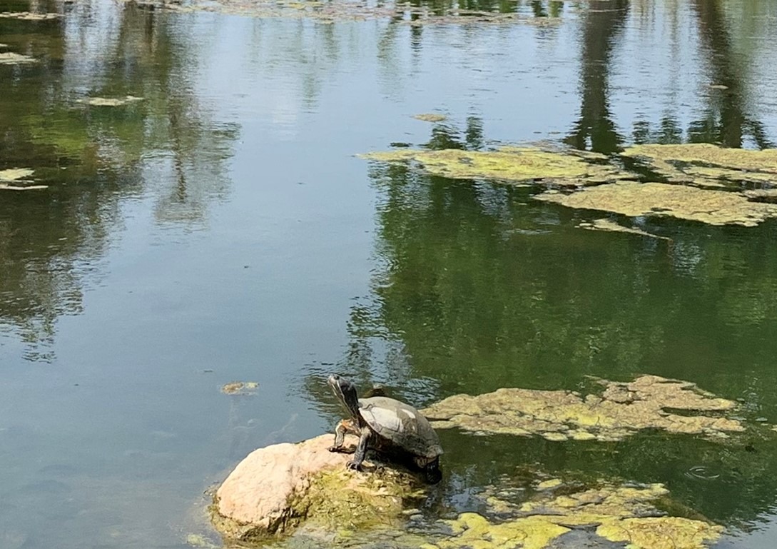 晴天出太陽,放養在景觀池的烏龜在石頭上日光浴。圖/水道博物館提供