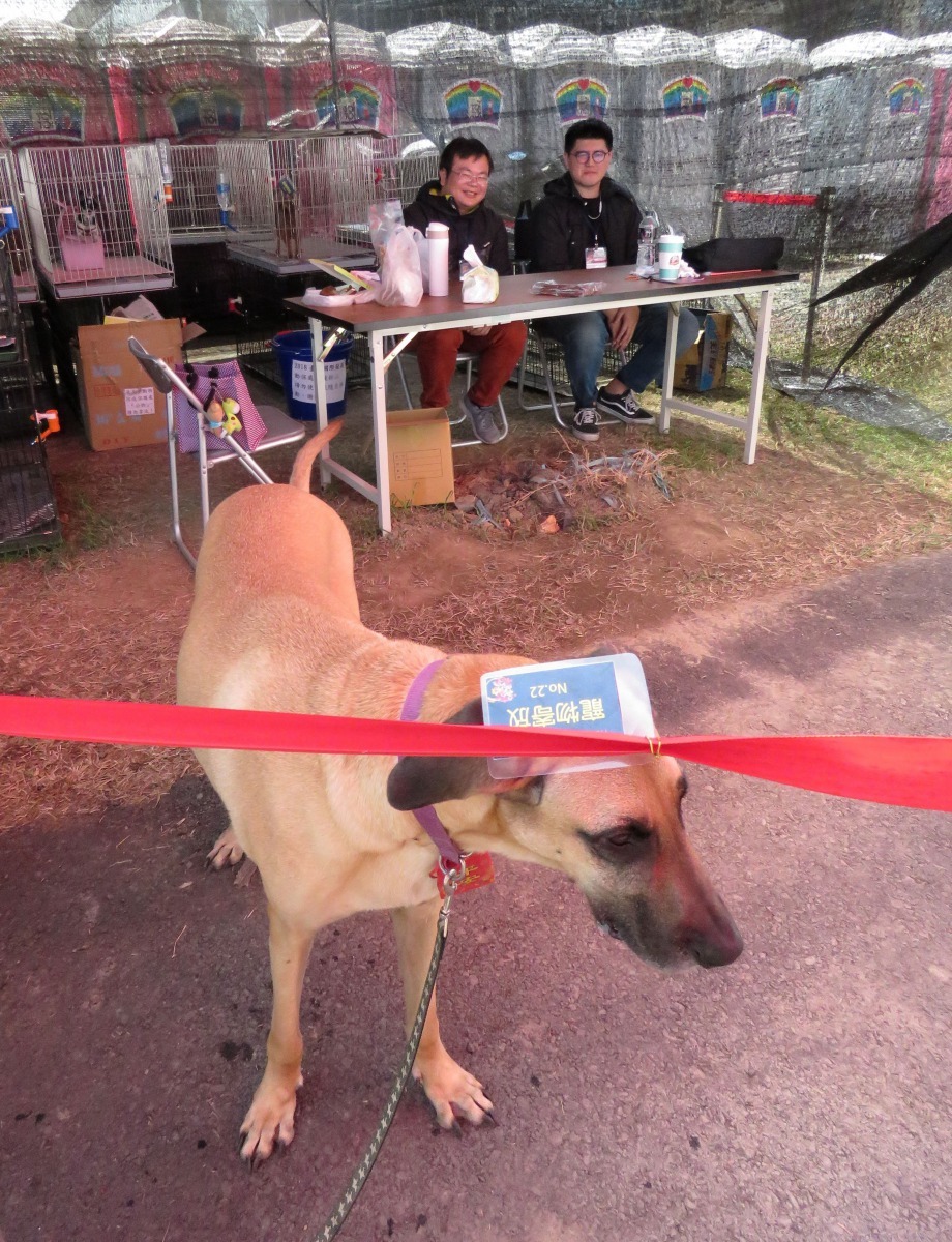 這隻寄放的大丹犬，成為過往遊客注目的焦點。高維奇/攝