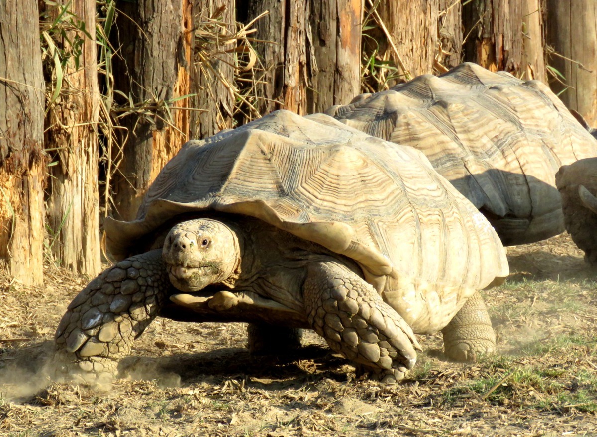 來自沙漠的蘇卡達象龜,就是烏龜適應極端惡劣環境的事證。高維奇/攝