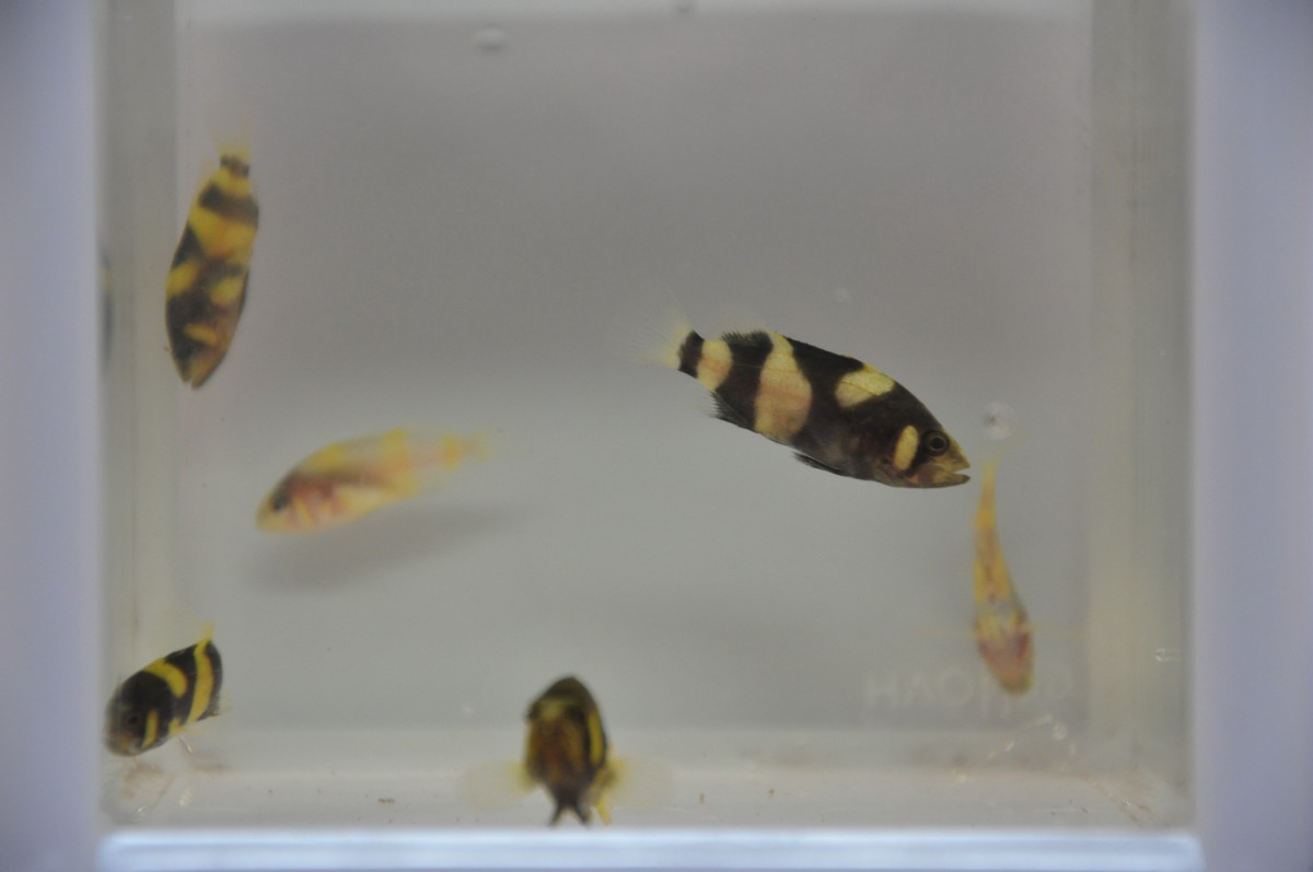 動保處提供魚苗健康檢查，可幫助漁民朋友篩選健康魚苗。圖／台南市動保處提供