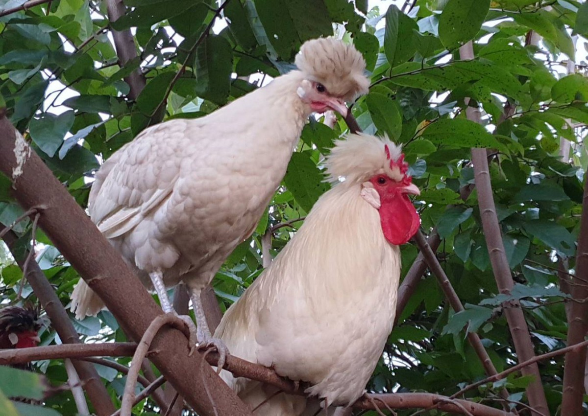 詹為丞喜歡養觀賞雞，圖為富貴雞。圖／詹為丞提供