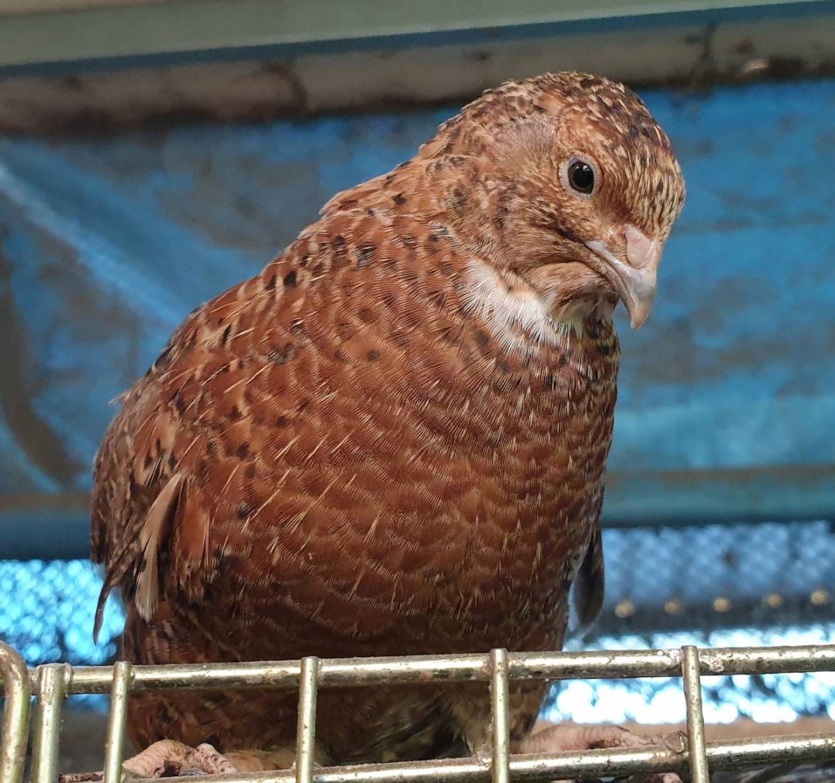 這是詹為丞花費很多時間培育出來的鵪鶉新品系。圖／詹為丞提供
