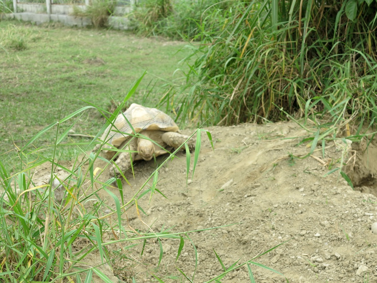 福智護生園區面積寬敞，讓蘇卡達可以挖洞、採食、運動、曬太陽自在生活。高維奇/攝