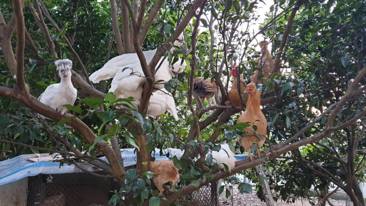 雞的排泄物施肥果樹，而果樹則提供雞夜間棲息安全庇護。圖／詹為丞提供