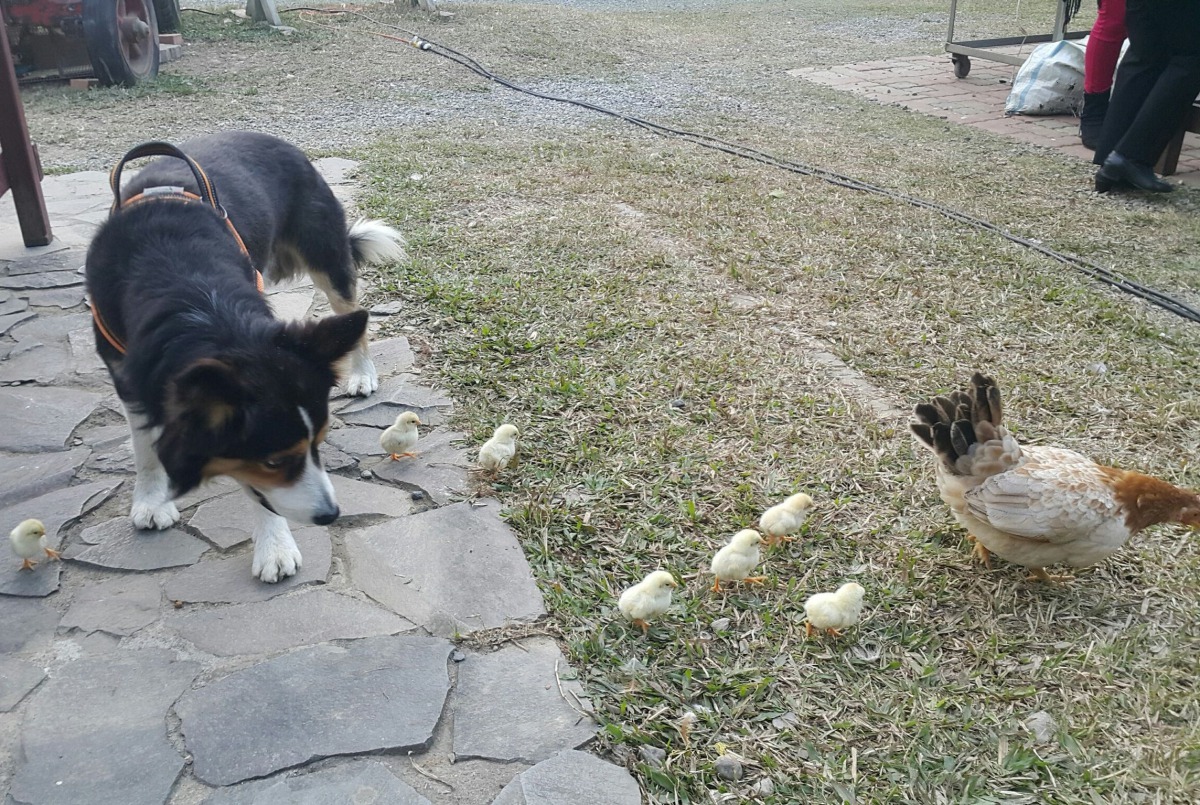 仙湖農場住著悠閒的動物。高維奇／攝