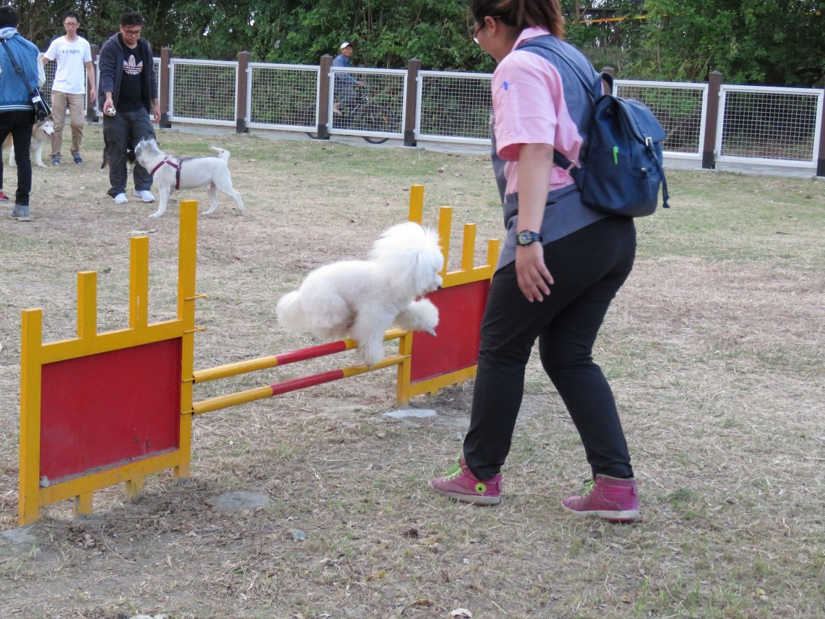 安平寵物公園擁有完善寵物運動設施。 高維奇／攝