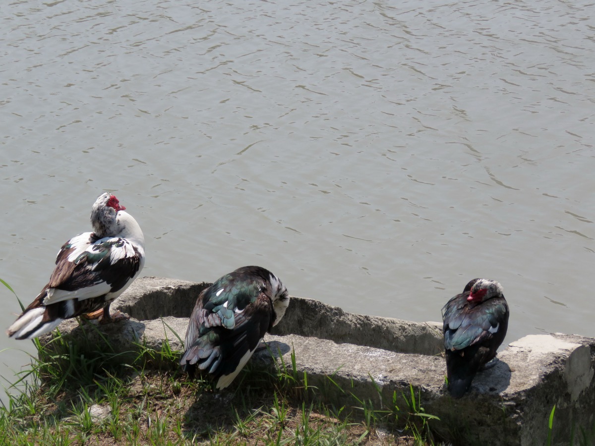 公園及古蹟園景觀池、滯洪池及野外埤塘常見流浪黑番鴨。高維奇/攝