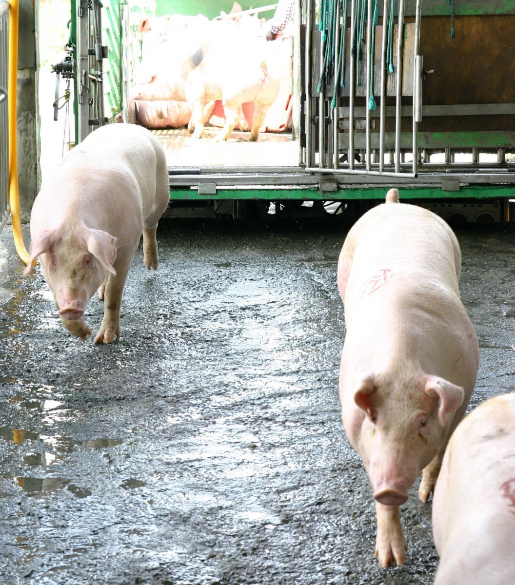 一般的肉豬養3至5個月就可以長到100公斤的上市體重。高維奇/攝
