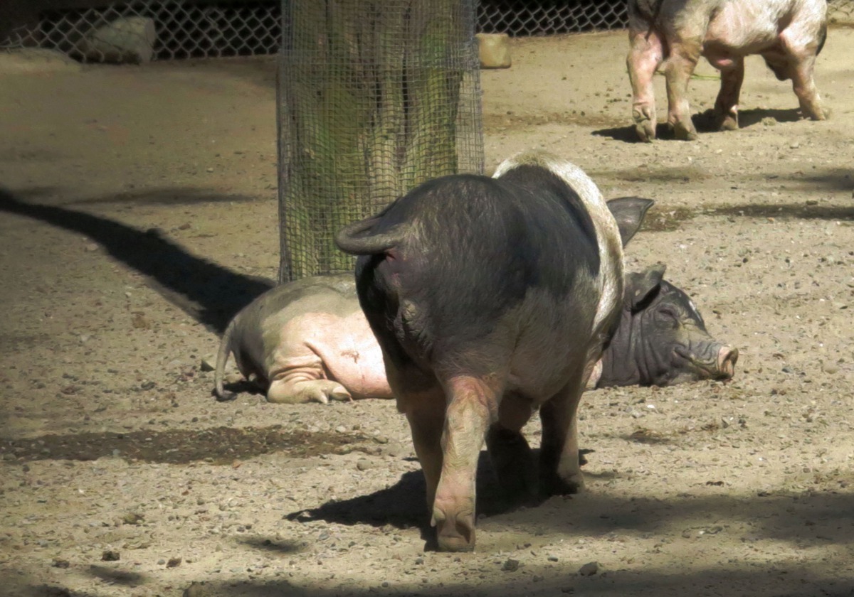 動物園收容很多被棄養的寵物豬。高維奇/攝