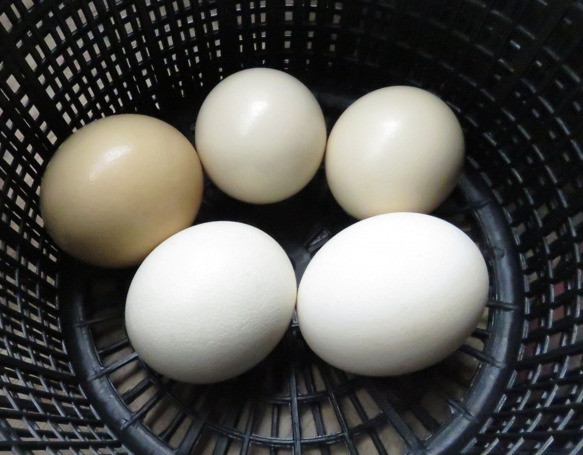 母鴕鳥養1年10個月就會生蛋。高維奇／攝