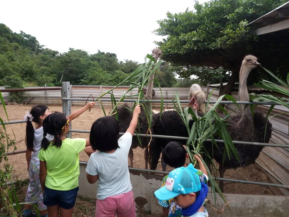 想更了解鴕鳥，可以到「好望角鴕鳥園休閒農莊」。圖／洪文全提供