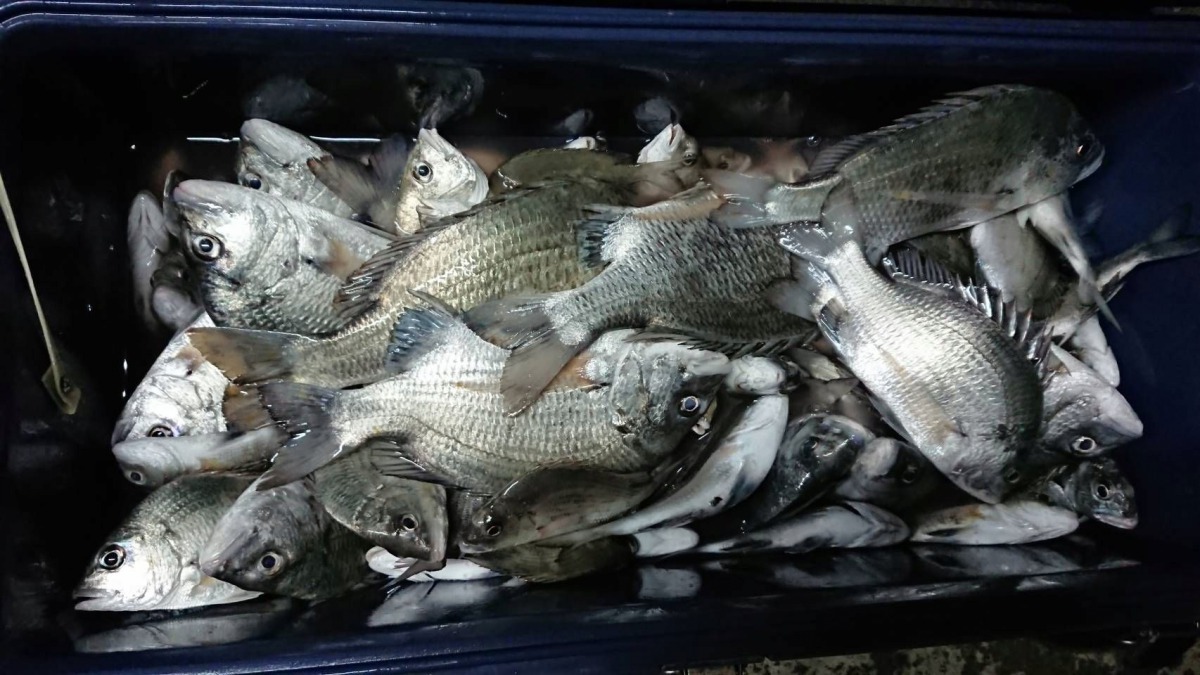 從沿海的釣魚的盛況可以驗證魚苗放流的成效。圖／王志誠提供