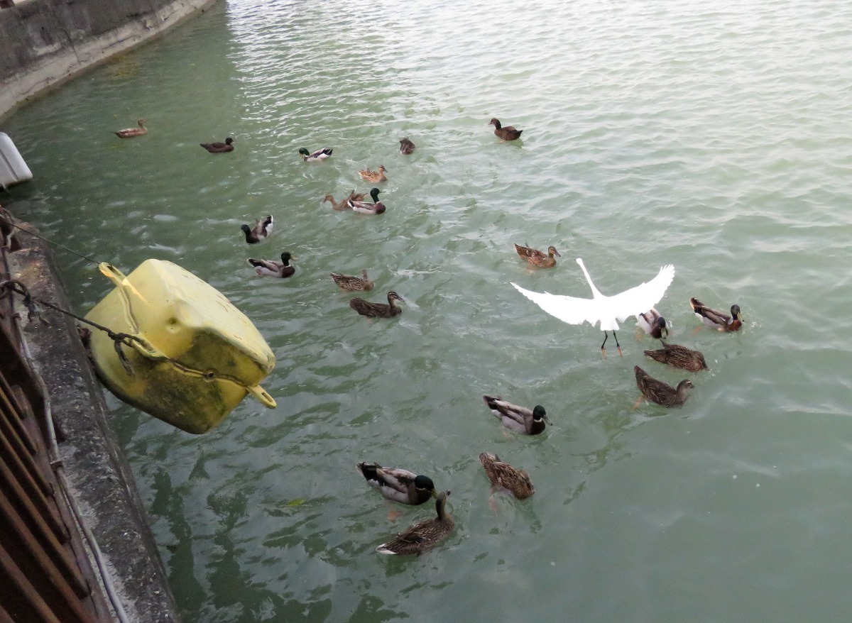 白鷺鷥飛向綠頭鴨爭食的地點，準備捕捉浮出水面吃飼料的魚。高維奇/攝