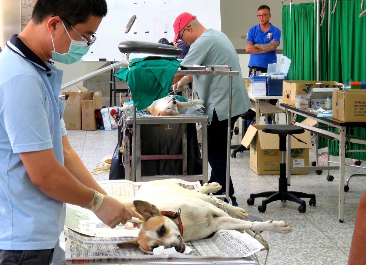 家犬結紮率高才能有效減少流浪犬數量。高維奇／攝