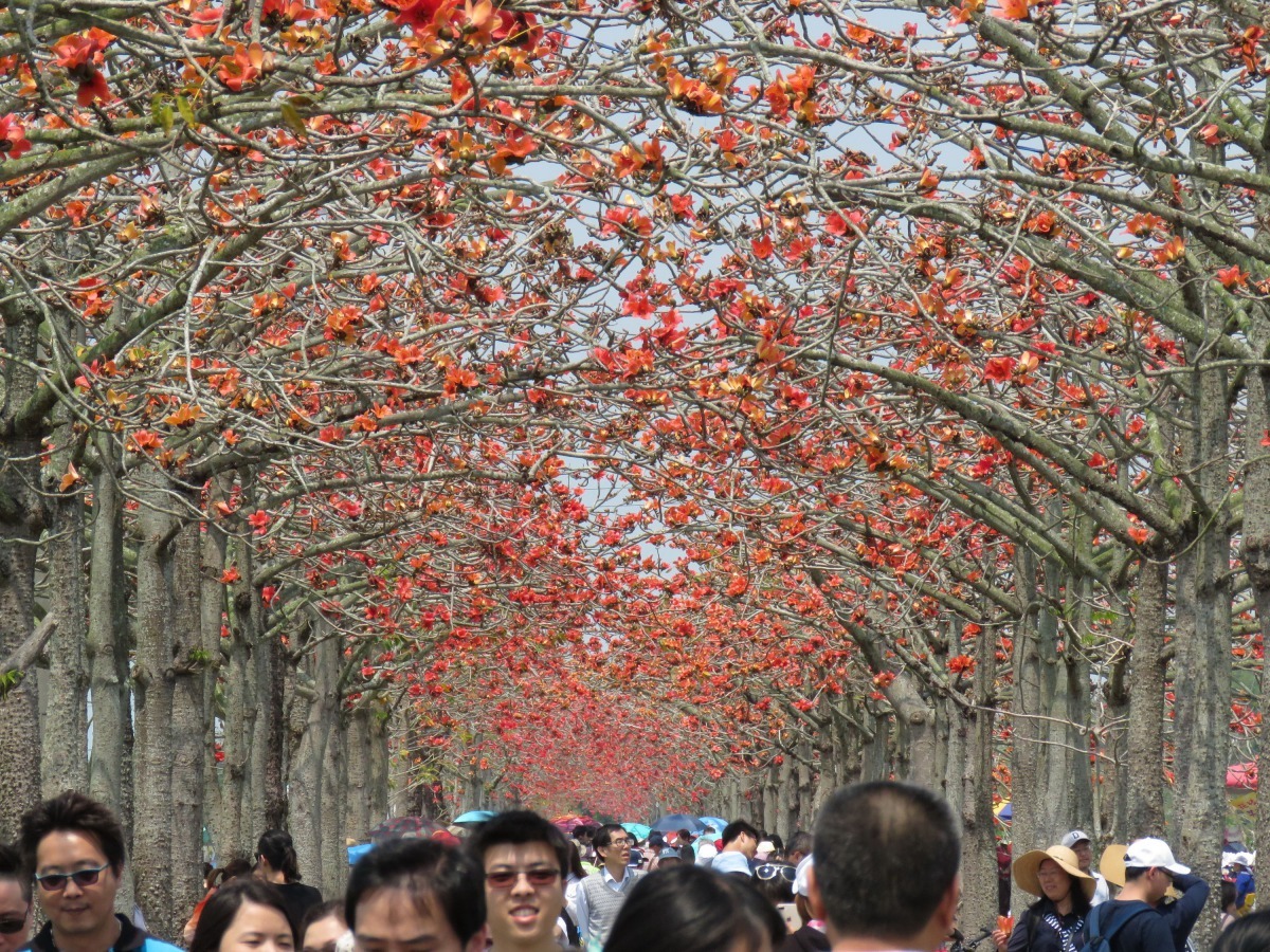 木棉花節將持續到4月8日，假日遊客人潮踴躍。高維奇/攝