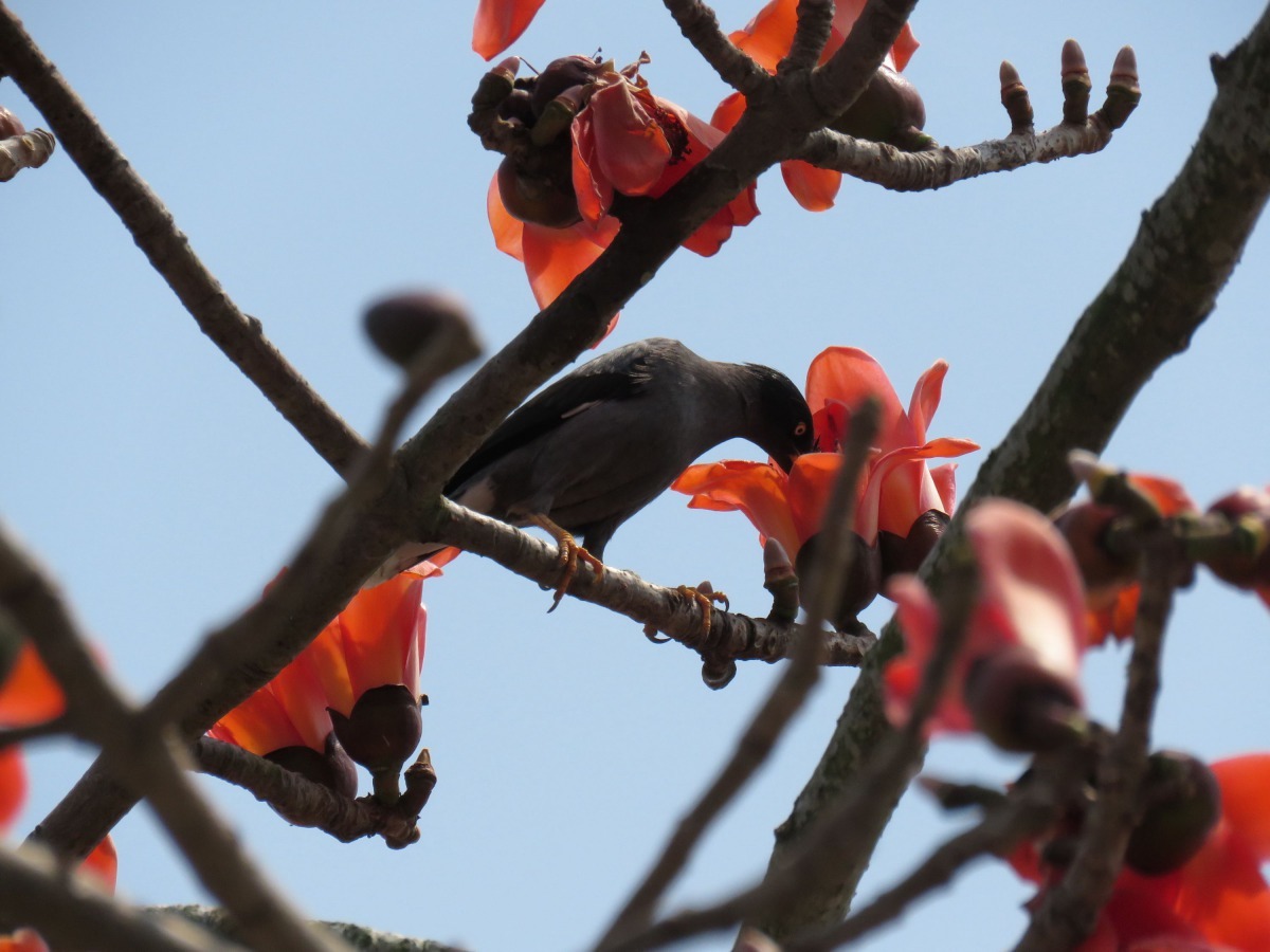 木棉樹上的野鳥採食花蜜協助授粉。高維奇/攝