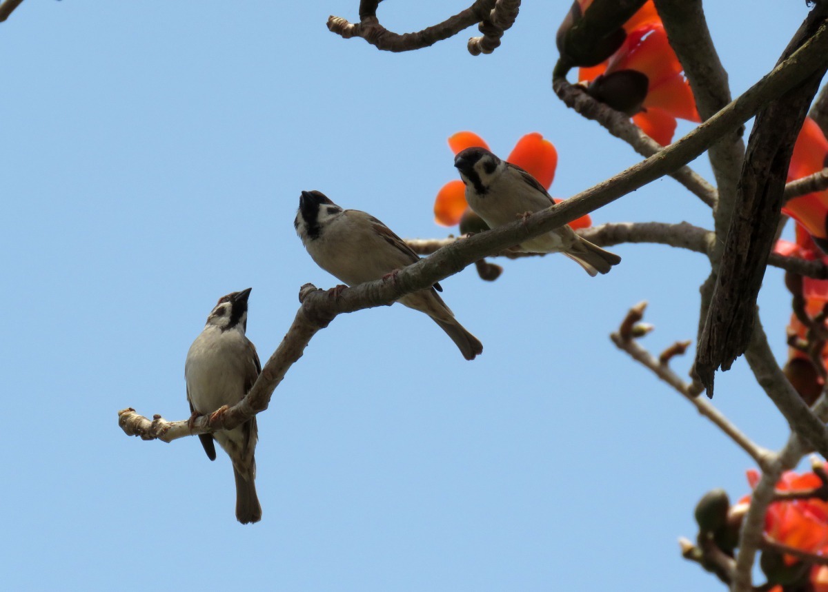吸飽花蜜的野鳥在枝頭短暫停留。高維奇/攝