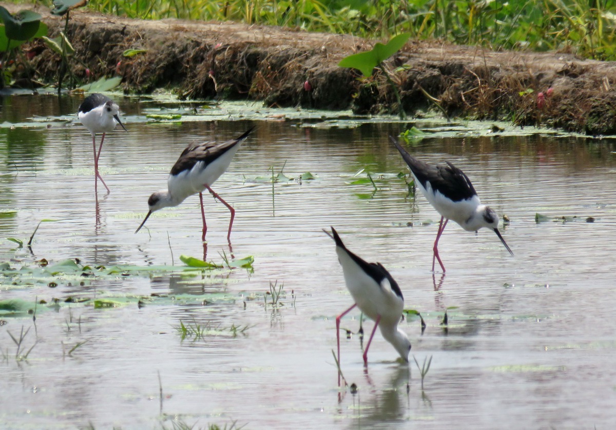 木棉道兩旁水田的高蹺鴴。高維奇/攝