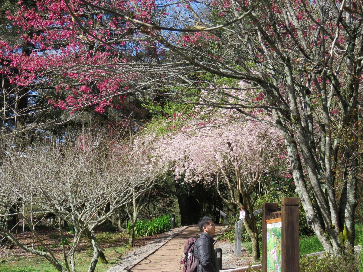 步行於鴛鴦湖景觀步道，鳥叫清脆悅耳。高維奇/攝