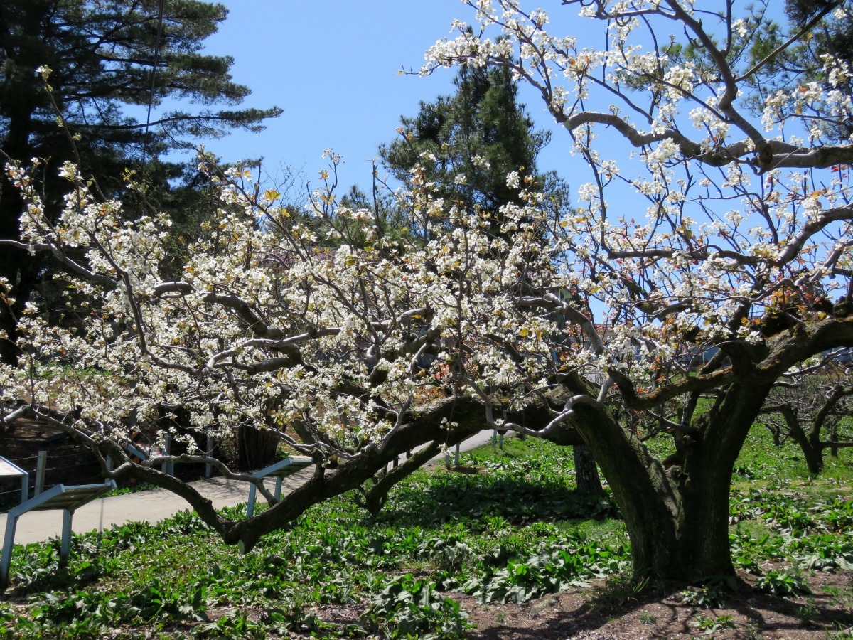 福壽山農場春季櫻花、李花、桃花相繼含苞綻放。高維奇/攝
