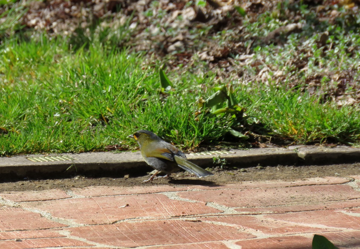 走進鴛鴦湖景觀步道，常可發現有不知名的鳥兒與遊客分享春天的喜悅。高維奇/攝